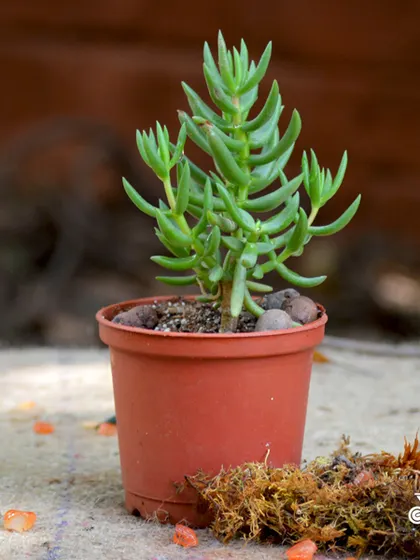 This is the Crassula Tetragona, also known as the Miniature Pine Tree succulent. It's a unique succulent that is drought-tolerant and easy to grow.
