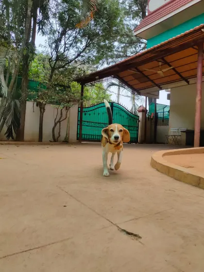This Beagle's determined trot captures the spirit of a fun-filled day at our dog boarding facility.