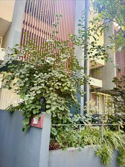 A well grown garden is a much bigger flex than a newly set up one. We are so proud to see this space we worked on continue to thrive and flourish. The large tree provides a beautiful, natural canopy.