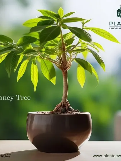 The Money Tree is not only rumored to bring good luck but is also non-toxic to pets. Its braided trunk and lush leaves make it a popular and safe choice for homes with furry companions.