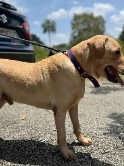 This is Gopi, a 3-year-old Labrador who was abandoned by his family. He is a sweet, friendly boy who loves car rides and is currently in foster care, waiting for his forever home.