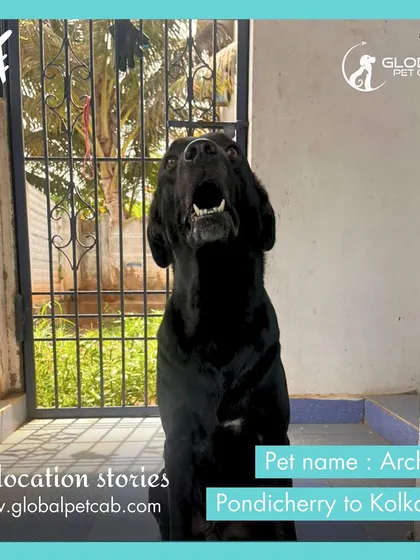 Archie is ready for his flight from Pondicherry to Kolkata. We coordinate relocations from various Indian cities, ensuring safe air travel for your pets.