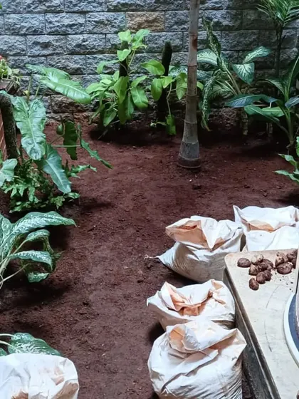 Preparing the soil for a new pebble garden. We bring in fresh red soil and level it perfectly before adding any decorative elements.