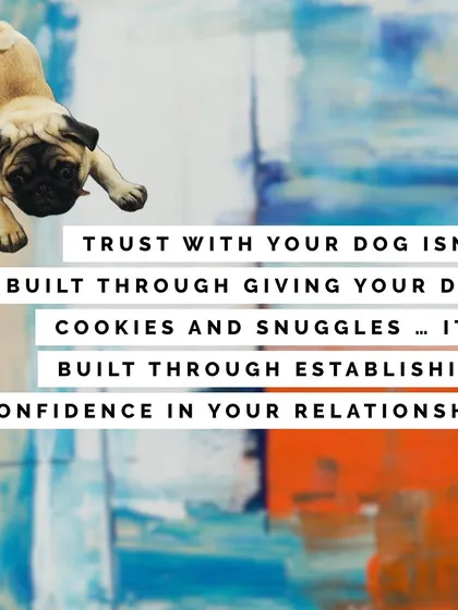 Trust with your dog isn't just built through cookies and snuggles. It's built through establishing confidence in your relationship by providing structure, guidance, and working through fears together.