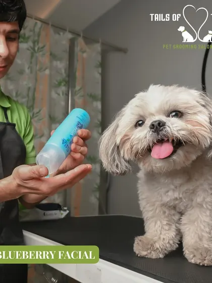 Our groomer preparing the blueberry facial treatment. This is a fantastic add-on service for breeds prone to tear staining, like Shih Tzus and Poodles.