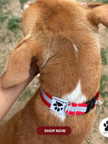 A close-up of the red reflective collar on a dog. This view shows how neatly it fits and the placement of the Dirty Paws logo tag.