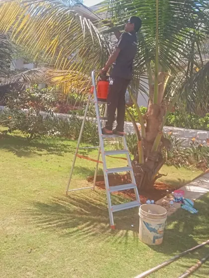 Tall trees like this palm require specialized care. Here, I am on a ladder performing necessary pruning and pest service to remove dead fronds and keep the tree healthy and safe.