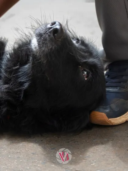 Zorro looking up with so much love. Sometimes the best shots are from the floor, capturing their perspective and the quiet moments of connection.