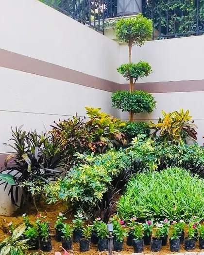 This is a work-in-progress shot of a garden bed I was creating. You can see how I layer different plants like Crotons and other shrubs to build a rich, multi-textured look.