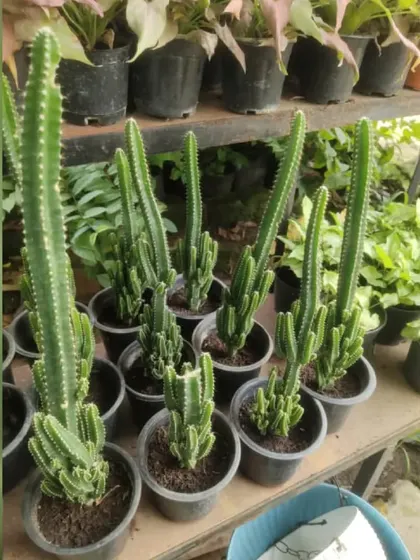 A collection of Fairy Castle cacti ready for sale. Their multiple stems grow at different heights, resembling a castle's turrets.