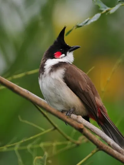The Red-Whiskered Bulbul, with its distinctive crest, is a common and beautiful sight for birdwatchers at our properties.