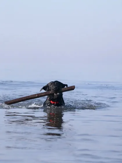 Murphy the black Labrador enjoying his 'joy of splashes' shoot, swimming with a large stick in his mouth. This is the epitome of a happy water dog.