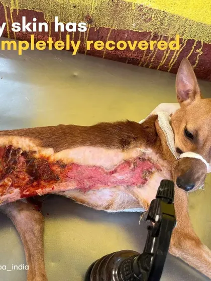 The extensive treatment for this dog's severe skin injury was funded by pet parents who choose SASH for their own pets' care.