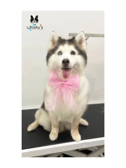 A final, perfect shot of Zoey the Husky. Her coat is immaculate and she looks stunning.