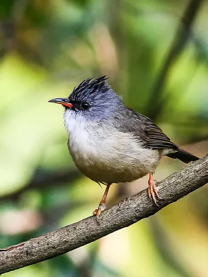 A close-up of the Black-chinned Yuhina, a small, grey-headed bird with a distinctive crest and a narrow red bill. They are active foragers, feeding on everything from insects to nectar.