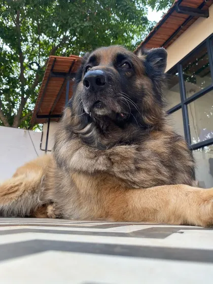 A majestic German Shepherd relaxing outdoors. Our facility offers both sunny and shady spots for dogs to enjoy.