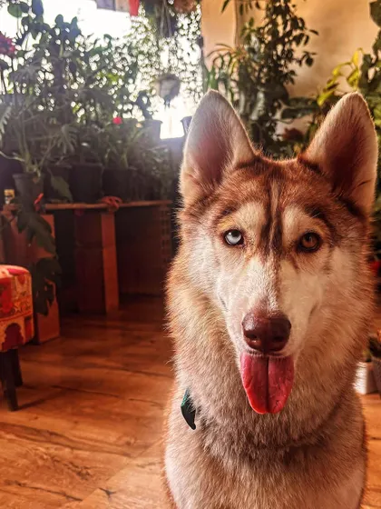 A happy, panting Luna in her foster home before she was adopted.