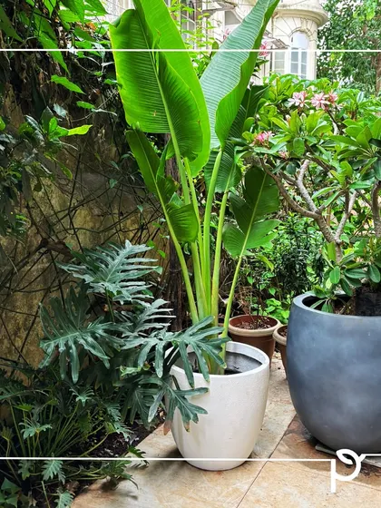 A mix of large foliage plants like Bird of Paradise and Philodendron in stylish pots. We believe creating a garden is an art, and we use organic methods to sustain its beauty.