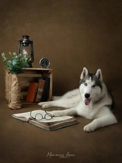 This studious Siberian Husky looks right at home among books and a classic lantern. This rustic setup is perfect for creating a warm, narrative-rich portrait that highlights your pet's calm and intelligent nature.