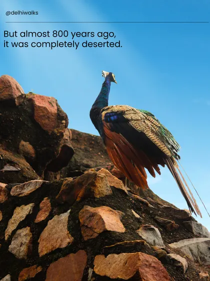 Almost 800 years ago, this now-bustling area was completely deserted, home only to wildlife like this peacock. We trace its transformation on our heritage walk.