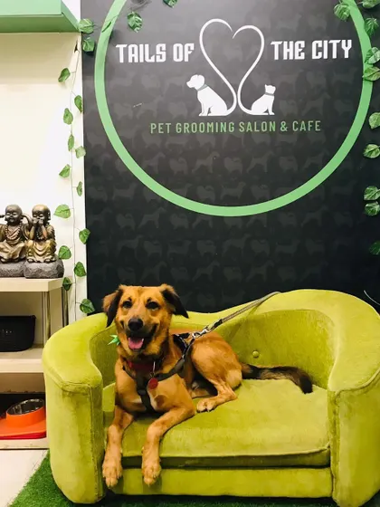 Delhi the indie dog is relaxing like a king on our couch. We love seeing our clients feel right at home.