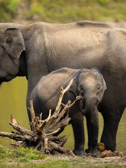 A tender moment as the elephant calf seeks comfort from its mother. The composition, with the driftwood in the foreground, adds a lovely natural element to the scene.