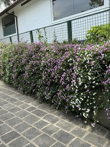 A dense, flowering hedge of purple and white Lantana blooms along a cobblestone path, adding a burst of color and life.