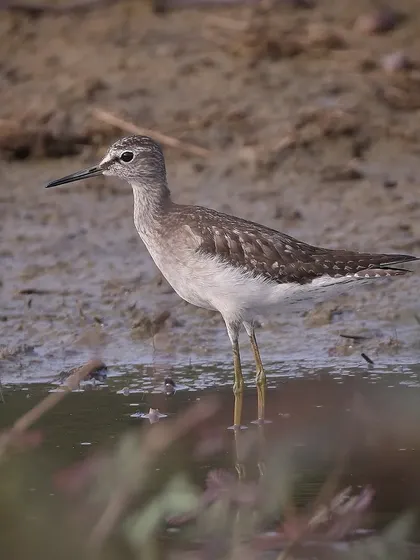 A Wood Sandpiper, an uncommon migrant in Singapore, foraging in a swampy field. I was lucky to get this close-up shot by approaching slowly and carefully.