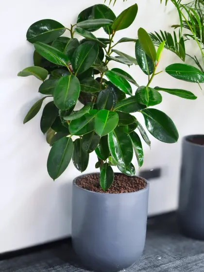 A healthy Rubber Plant with glossy dark leaves in a simple grey pot, ideal for adding a touch of sophisticated green to a bright office corner.