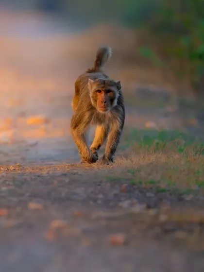 A Rhesus Macaque walks purposefully down a path at sunset. The low angle and warm light create a powerful portrait of an animal that is often seen but rarely photographed with such intention.