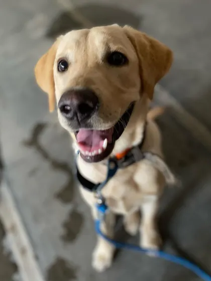 Binngo's happy face says it all. A key part of his training was teaching him what he *can* chew, so he learned to ignore household items and only play with his own toys.