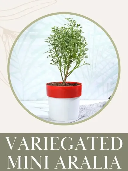 The Variegated Mini Aralia is a delicate and beautiful plant that is perfectly safe for pets. Its fine, lacy leaves add a unique texture to your plant collection.