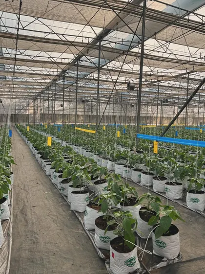 The structured environment of our greenhouse allows for optimal growth. Here you can see the irrigation lines and support systems we teach you to manage.