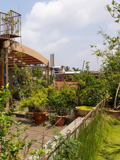 A rooftop transformed into a productive garden. This terrace is filled with potted fruit trees and plants, creating a green oasis in the city. The wooden deck provides a warm, natural surface for enjoying this elevated escape.