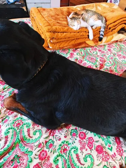 The so-called "bully breed" of the dog world and a tiny kitten, sharing a bed peacefully. This image challenges stereotypes and shows that with proper introduction and training, different species can coexist beautifully.