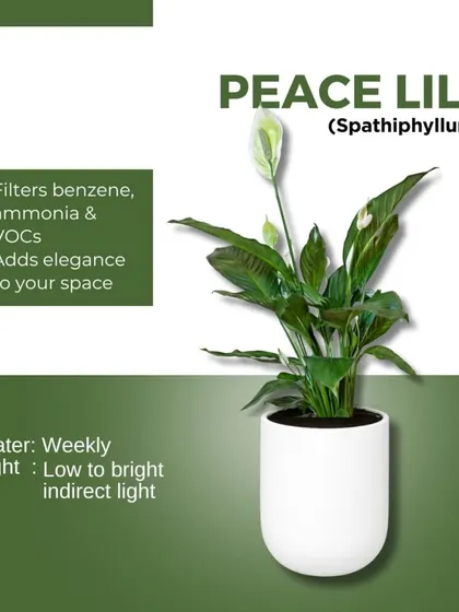 The Peace Lily is not only elegant but also a powerful air purifier. It's known for filtering common household toxins like benzene and ammonia, making your indoor air cleaner.
