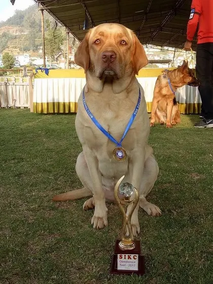 Honey the Labrador in her element, pictured with a trophy and medal from the SIKC. She was a celebrity dog who even starred in a short film for the Bangalore traffic police.