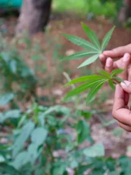 A close-up of a Cannabis sativa leaf, one of the interesting plants discussed during our Wild Food Walk. The workshop explores the traditional food and medicinal uses of such plants.