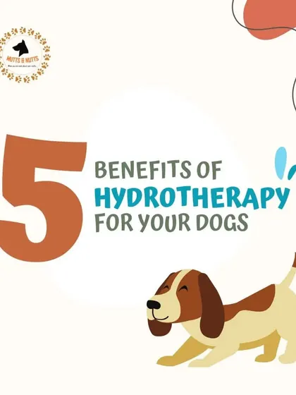 Discover the top five benefits of hydrotherapy for your dog. From pain relief to stress reduction, this infographic series breaks down how swimming can improve your dog's physical and mental well-being.