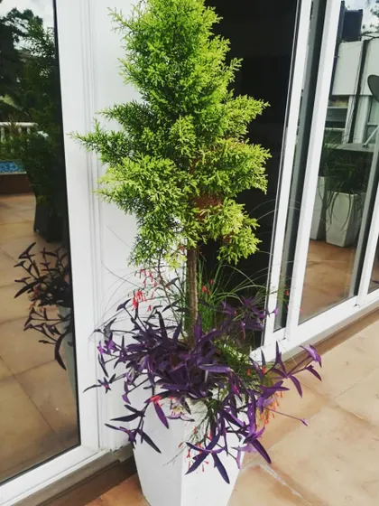 This hexagonal planter features a combination of a central cypress tree underplanted with vibrant purple heart. This type of arrangement is ideal for adding a pop of color and sculptural form next to doorways or along walkways on a terrace.