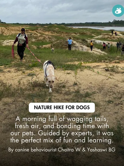 A morning filled with wagging tails and fresh air. This shot from our nature hike shows a Labrador leading the way, exploring the open landscape.