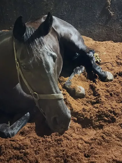 This dark horse is fully relaxed, nestled into the soft bedding. We ensure our stables are a place of rest and recovery.