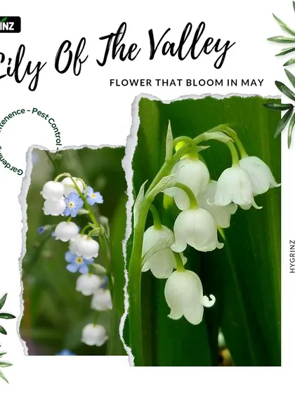 The delicate, bell-shaped flowers of the Lily of the Valley. This plant is famous for its sweet, enchanting fragrance and typically blooms in the spring.