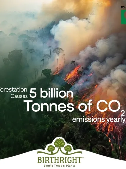 Did you know deforestation causes 5 billion tonnes of CO2 emissions yearly? Every tree we plant together helps to fight this climate crisis.