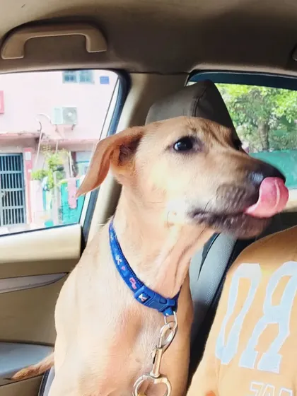 "Thank you for the comfy ride, hooman. Let me give you some kisses." This is the best kind of payment I could ask for.