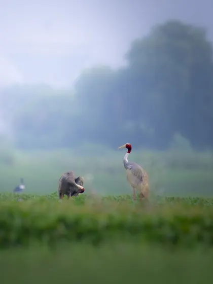 A pair of Sarus Cranes in the misty morning at Dhanauri. This wider, atmospheric shot captures the serene beauty of the wetland habitat.