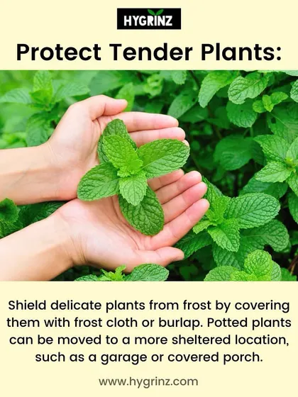 Delicate plants need protection from the cold. This guide shows how to use frost cloth or move potted plants to a sheltered location to shield them during winter.