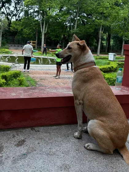 A dog watches over the RTC squad as we do our cool-down stretches. They are our guardians.