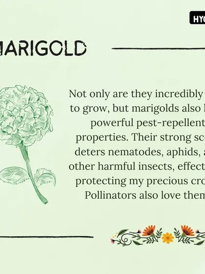 Marigolds are more than just a pretty flower. Their strong scent naturally repels harmful insects like nematodes and aphids, making them a great companion plant for your garden.