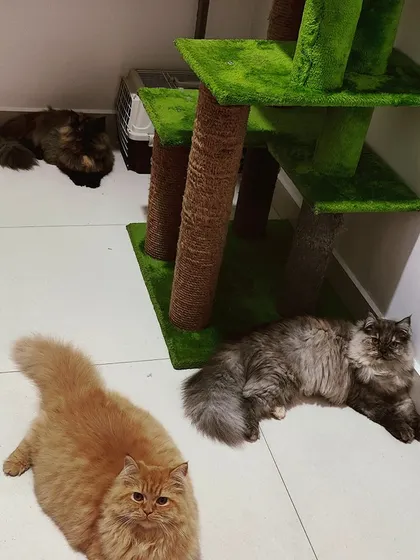 The triplets are relaxing around a green cat tree. My tiled floors are easy to clean and keep cool, giving them plenty of space to stretch out.